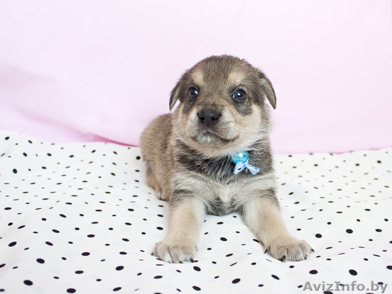 Маленькие звездочки ищут хозяев!  - Изображение #8, Объявление #829894