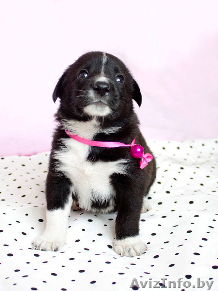 Маленькие звездочки ищут хозяев!  - Изображение #2, Объявление #829894