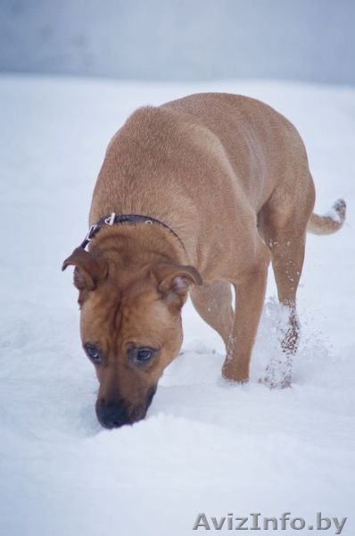 Собака в дар. Умница большая. - Изображение #2, Объявление #829992