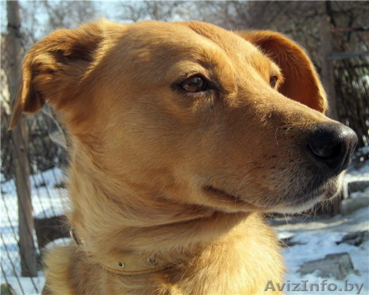 Лиза ищет хозяина! - Изображение #4, Объявление #819023