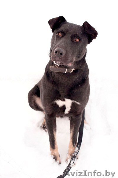 Замечательная собака Багира ищет хозяина!  - Изображение #5, Объявление #821748