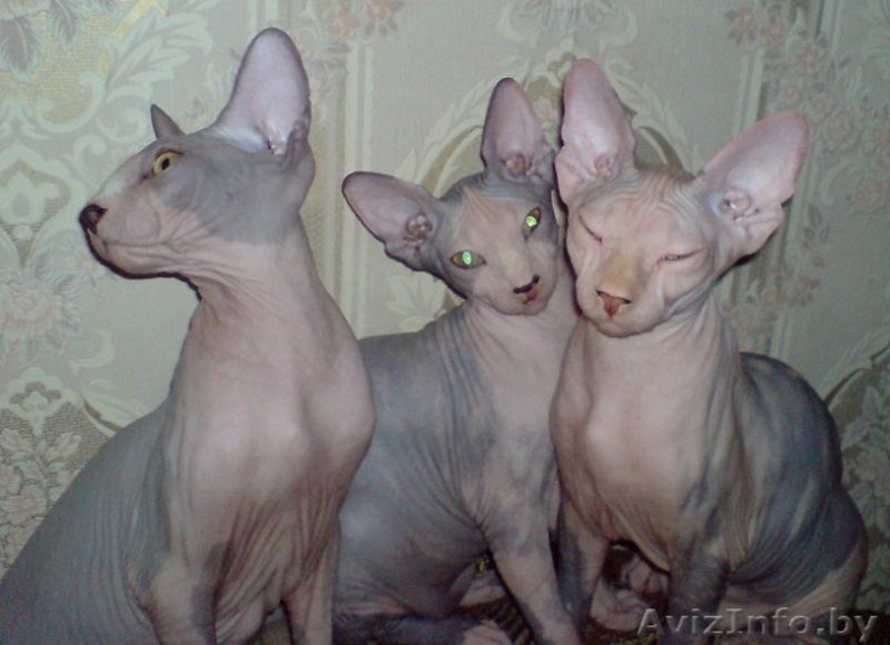 котята канадский сфинкс Минск - Изображение #3, Объявление #829793