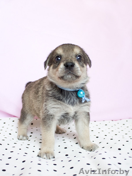 Маленькие звездочки ищут хозяев!  - Изображение #3, Объявление #829894