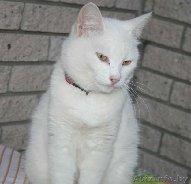 Кошка. Принцесса! - Изображение #3, Объявление #829996