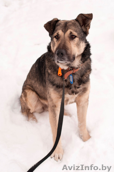 Полкан – великолепный пёс в добрые руки!  - Изображение #3, Объявление #821747