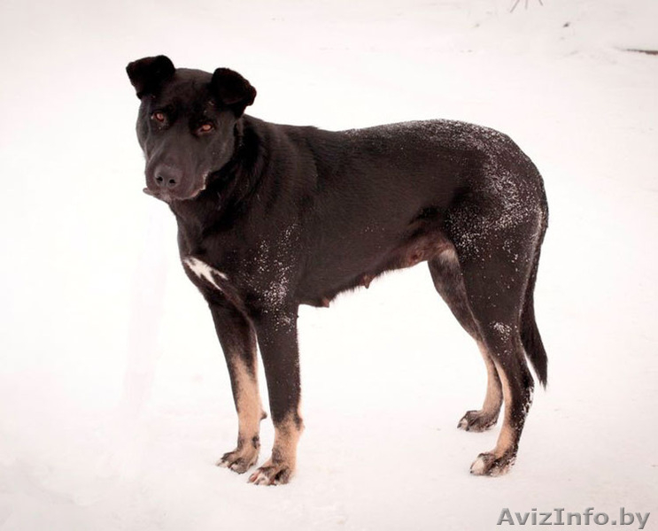 Замечательная собака Багира ищет хозяина!  - Изображение #2, Объявление #821748