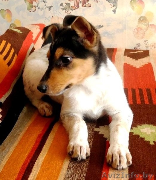 Щенки-красавчики в дар! - Изображение #1, Объявление #809072