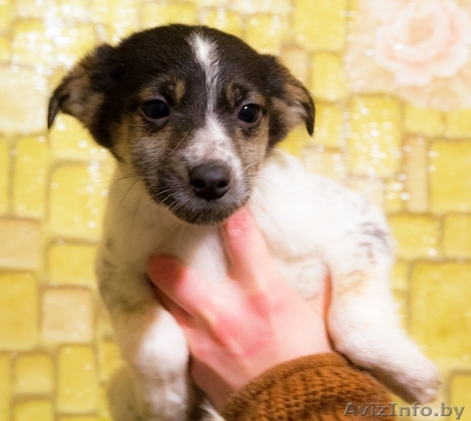 Щенки-красавчики в дар! - Изображение #4, Объявление #809072