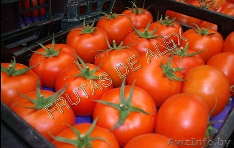 Томаты,огурцы,перец,баклажаны из Испании - Изображение #5, Объявление #817080