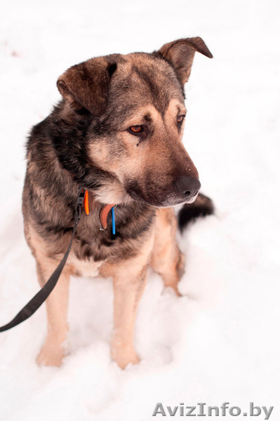 Полкан – великолепный пёс в добрые руки!  - Изображение #5, Объявление #821747