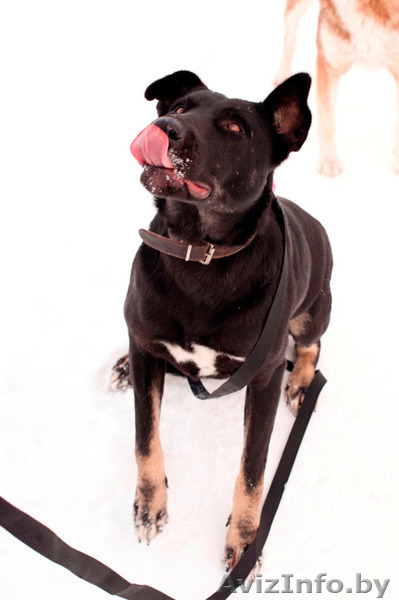 Замечательная собака Багира ищет хозяина!  - Изображение #4, Объявление #821748