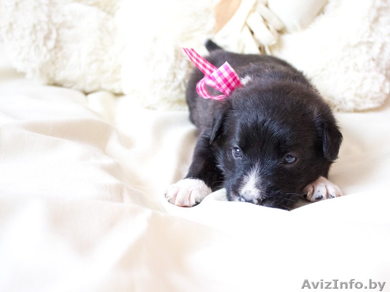 Маленькие звездочки ищут хозяев!  - Изображение #4, Объявление #829894