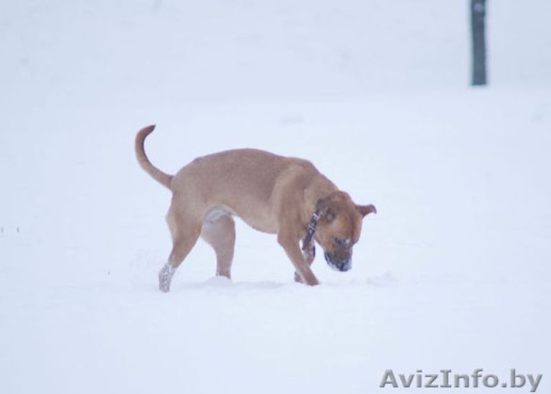 Собака в дар. Умница большая. - Изображение #4, Объявление #829992