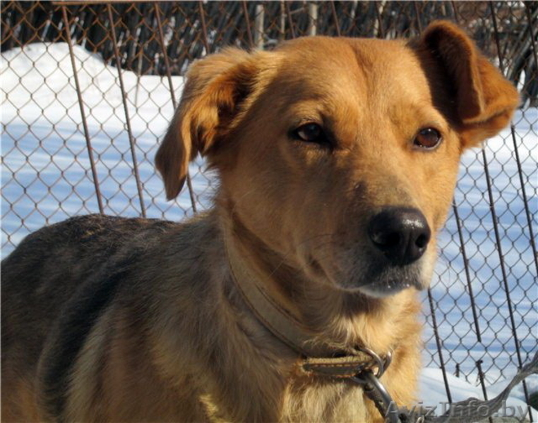 Лиза ищет хозяина! - Изображение #2, Объявление #819023