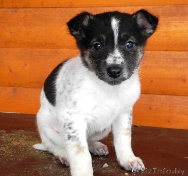 Щенки-красавчики в дар! - Изображение #5, Объявление #809072