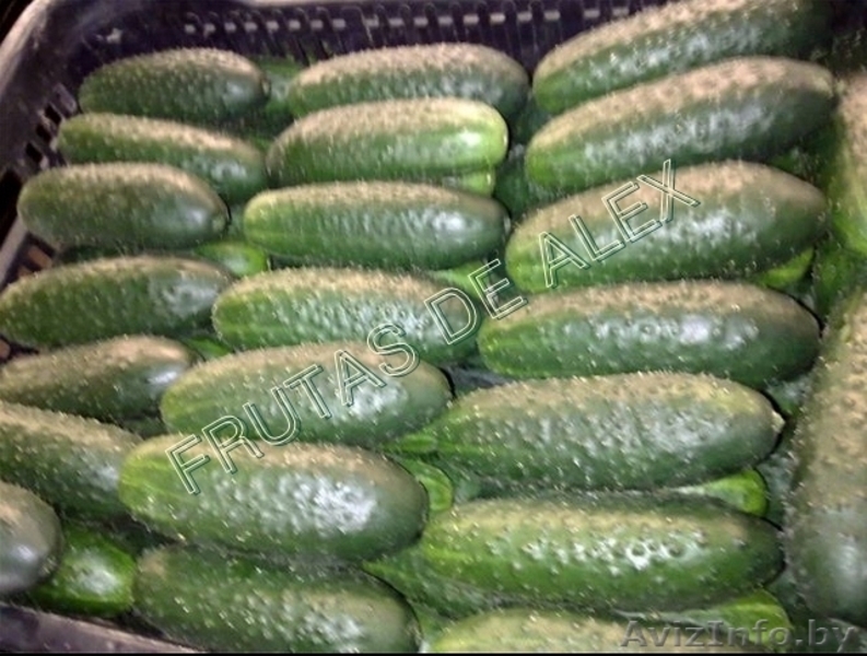 Томаты,огурцы,перец,баклажаны из Испании - Изображение #6, Объявление #817080