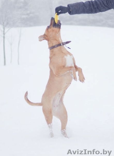 Собака в дар. Умница большая. - Изображение #5, Объявление #829992