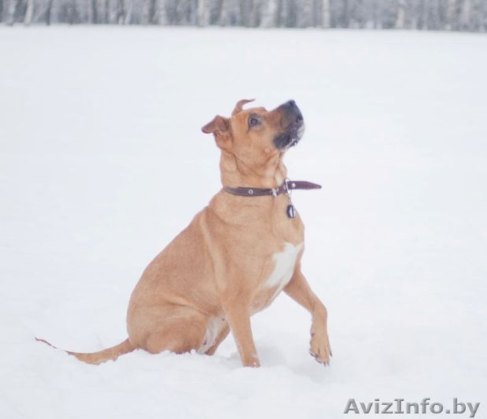 Собака в дар. Умница большая. - Изображение #6, Объявление #829992