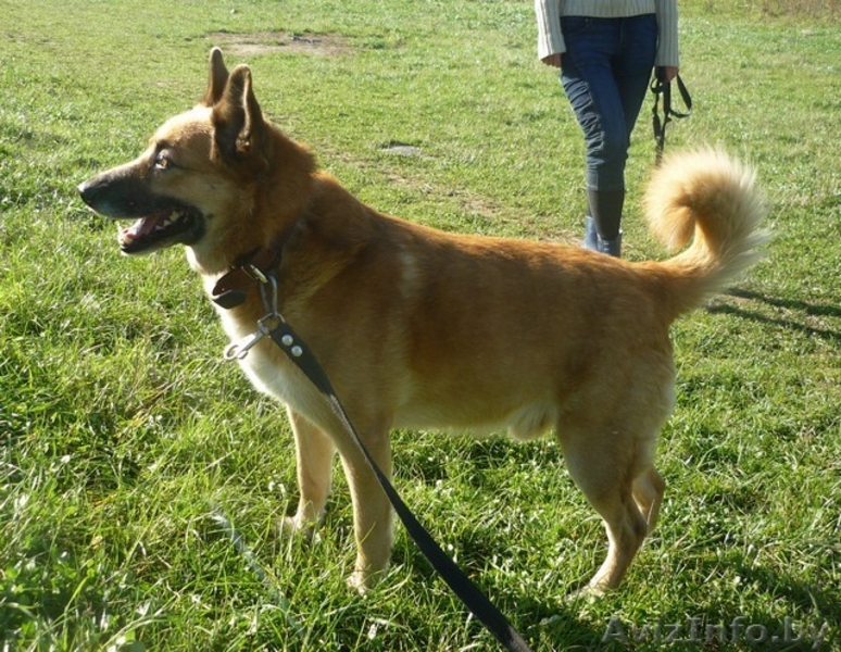 Кунак. Взрослый пес, 6 лет. 50-55 см в холке. В дар.  - Изображение #2, Объявление #816728