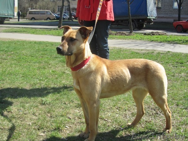 Красавица Элис ищет семью и надежный дом! - Изображение #1, Объявление #822698