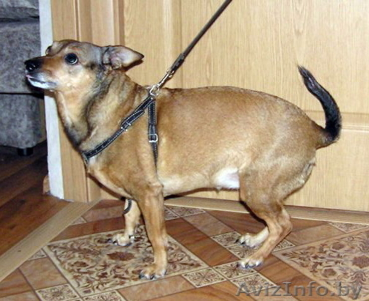 Феона ищет хозяина! - Изображение #4, Объявление #816157