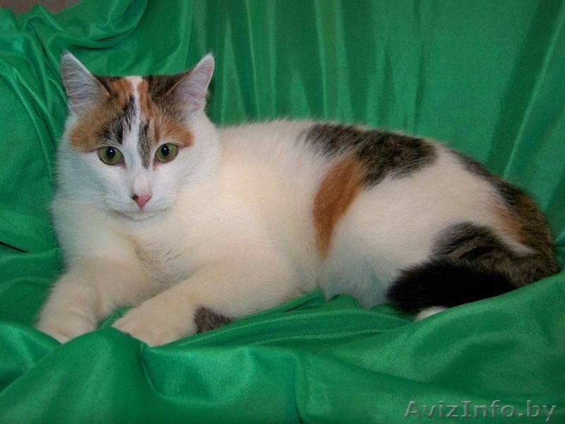 Алиска ищет дом! - Изображение #2, Объявление #830029