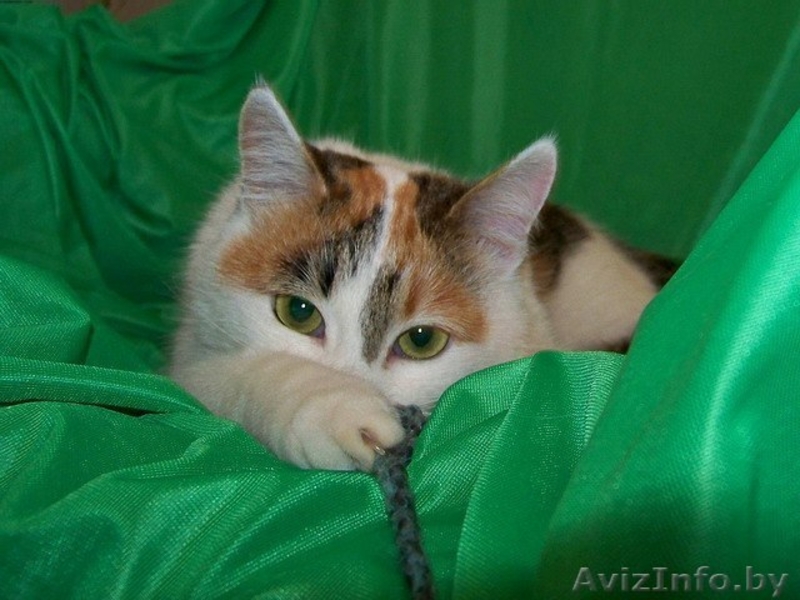 Алиска ищет дом! - Изображение #1, Объявление #830029