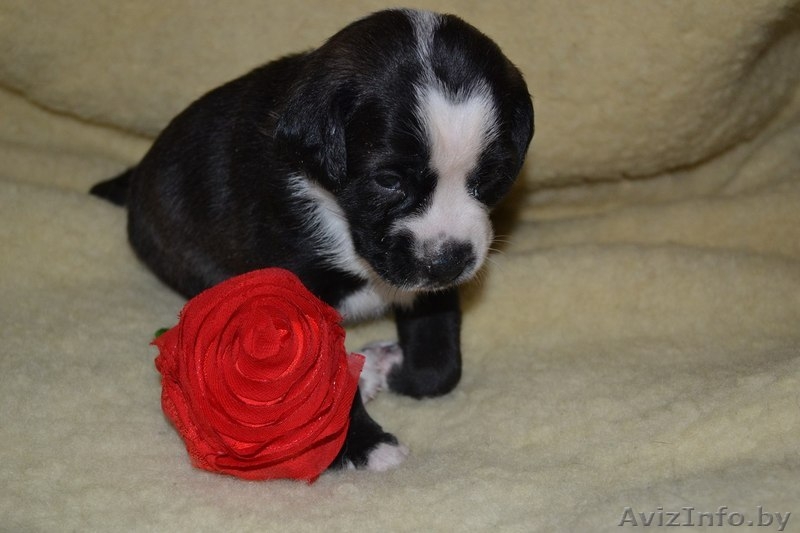 Щенки от небольшой собачки в дар! - Изображение #1, Объявление #827567