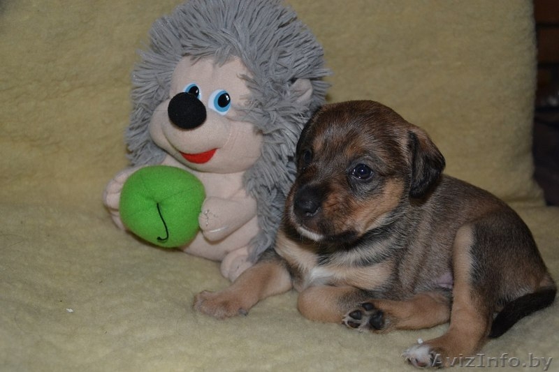 Щенки от небольшой собачки в дар! - Изображение #2, Объявление #827567