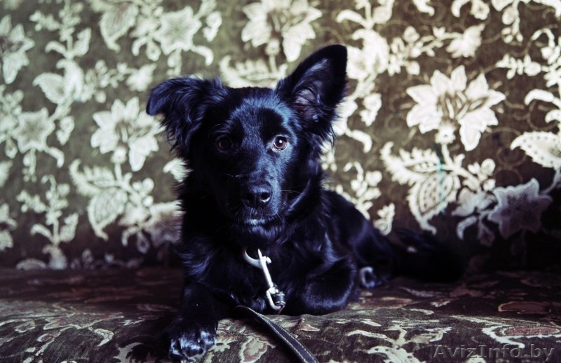 милый щенок Нора в дар - Изображение #1, Объявление #830446