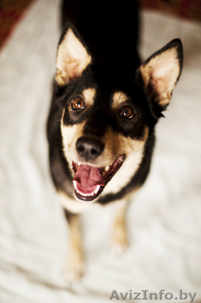 чудо-собака в дар - Изображение #1, Объявление #830444