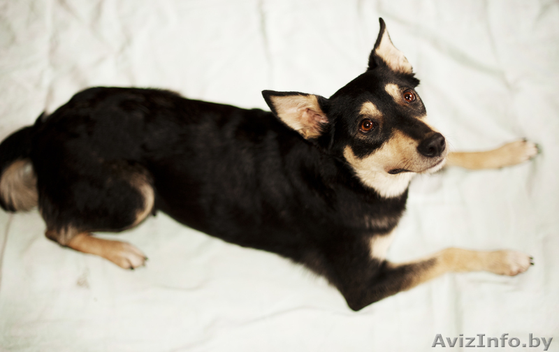 чудо-собака в дар - Изображение #3, Объявление #830444