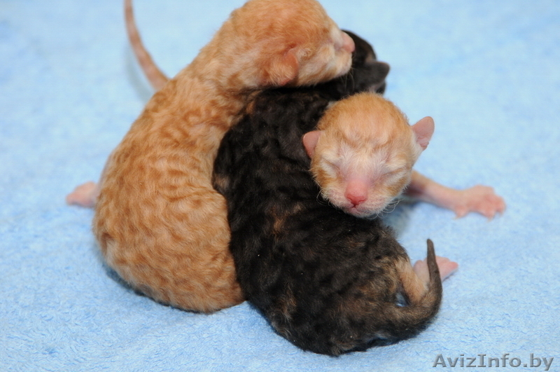 Уральский Рекс - кудрявые кошки - Изображение #1, Объявление #826091