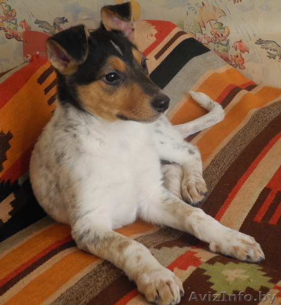 Красивые щеночки ищут свой добрый Дом. - Изображение #2, Объявление #831407