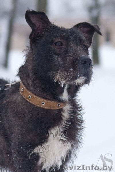 годовалая собачка-инвалидик ищет хозяев!!! - Изображение #4, Объявление #816121