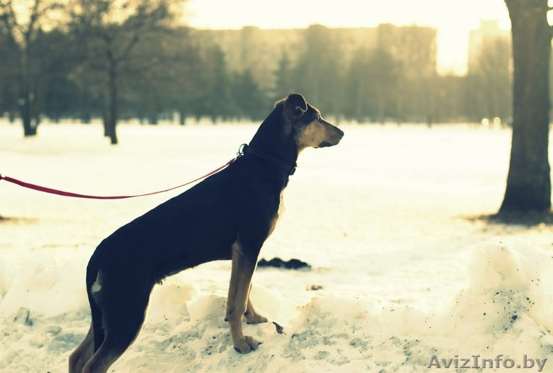 Грациозный и статный щенок в дар! - Изображение #3, Объявление #816119