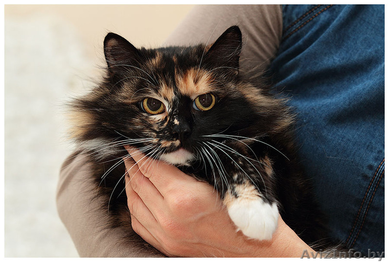 Кошка пушистая яркого  черепахового окраса в дар! - Изображение #2, Объявление #819355