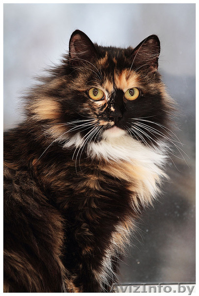 Кошка пушистая яркого  черепахового окраса в дар! - Изображение #1, Объявление #819355