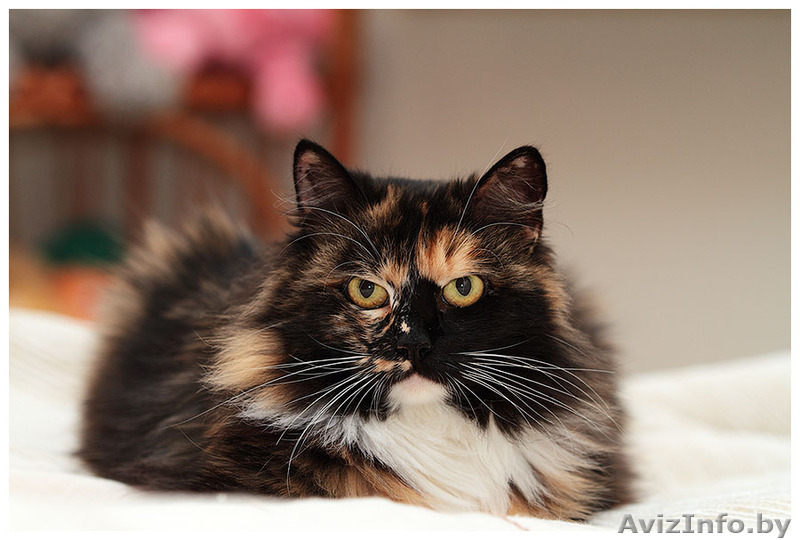 Кошка пушистая яркого  черепахового окраса в дар! - Изображение #4, Объявление #819355