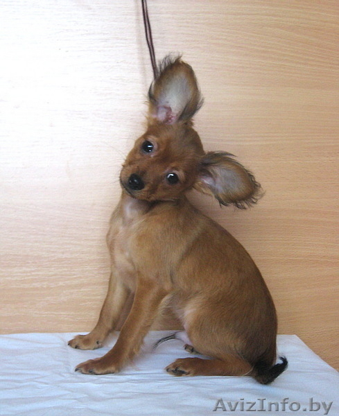 Продаются щенки той терьера длинношерстного. - Изображение #3, Объявление #829498