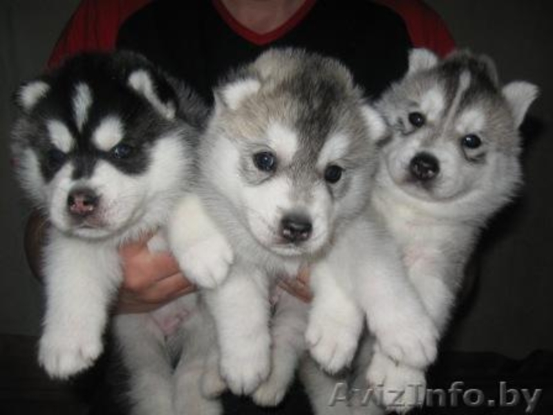 щенки сибирской хаски  - Изображение #1, Объявление #817153