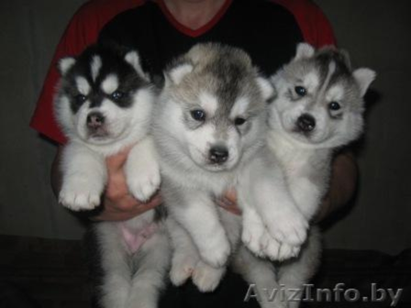 щенки сибирской хаски  - Изображение #2, Объявление #817153