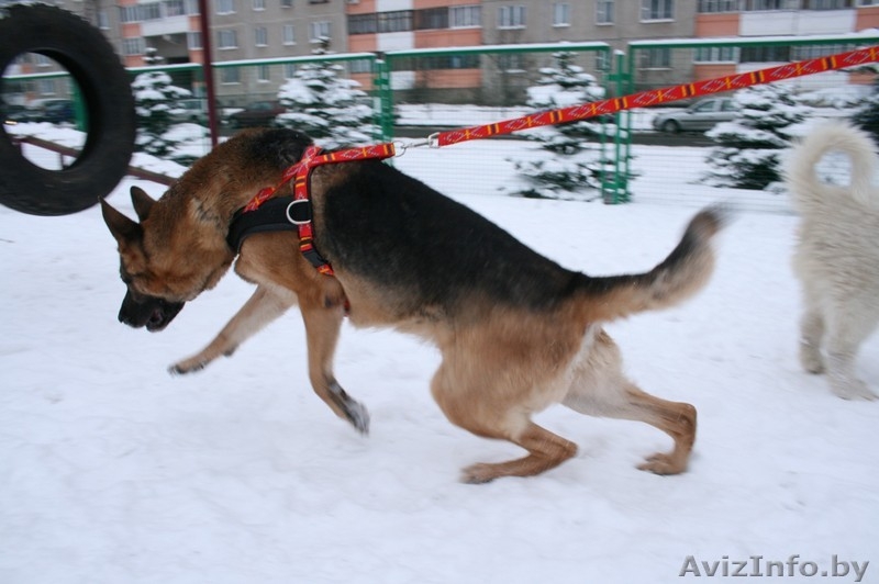 Ездовые шлейки для собак - Изображение #1, Объявление #826917