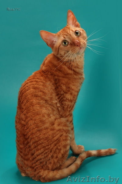 Уральский Рекс - кудрявые кошки - Изображение #2, Объявление #826091