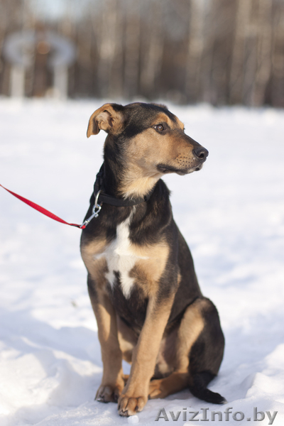 Грациозный и статный щенок в дар! - Изображение #2, Объявление #816119