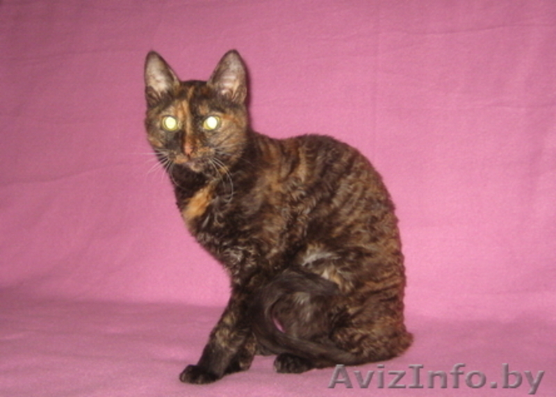 Уральский Рекс - кудрявые кошки - Изображение #3, Объявление #826091