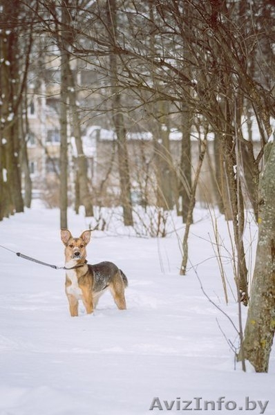 Изящная,умная,добрая,нежная... - Изображение #1, Объявление #833403