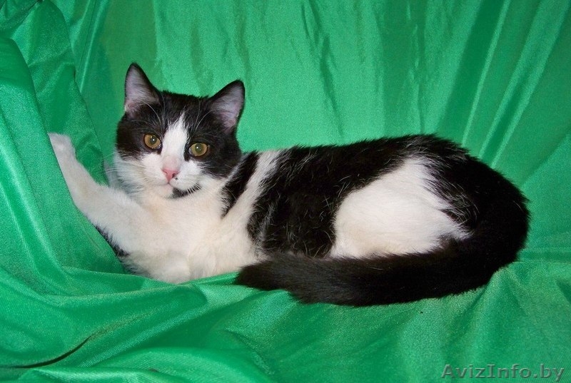 Котенок Мика Хаккинен в дар! - Изображение #1, Объявление #823697