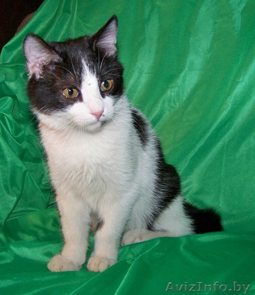 Котенок Мика Хаккинен в дар! - Изображение #2, Объявление #823697