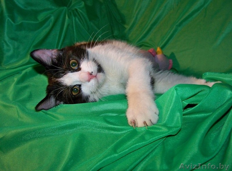Котенок Мика Хаккинен в дар! - Изображение #4, Объявление #823697